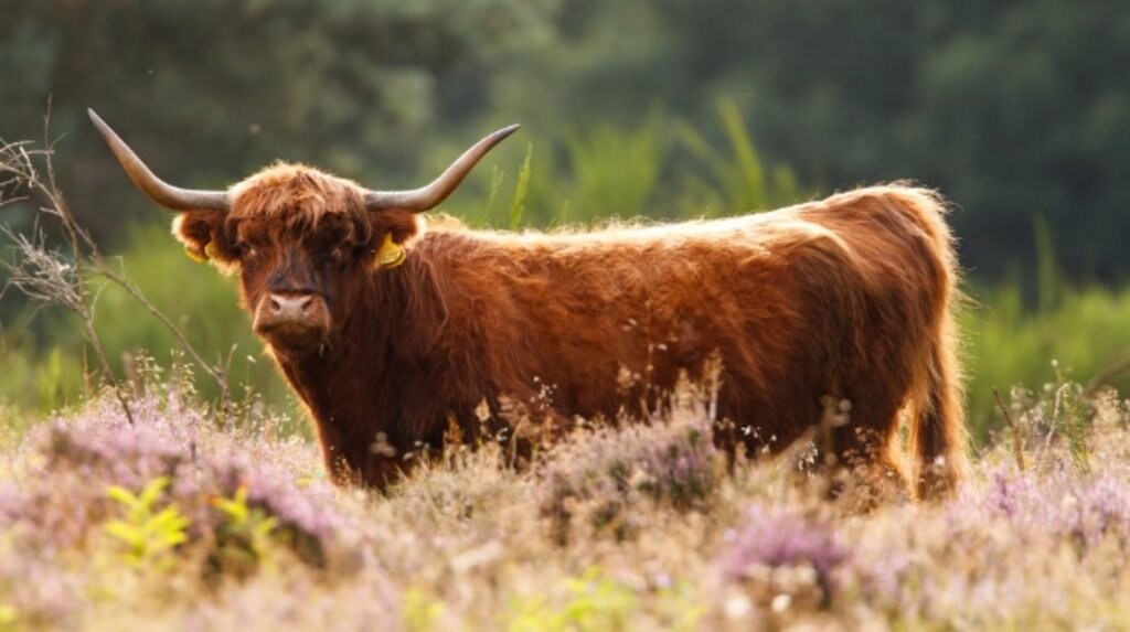 veluwe_familie_wildlifespotten.jpg