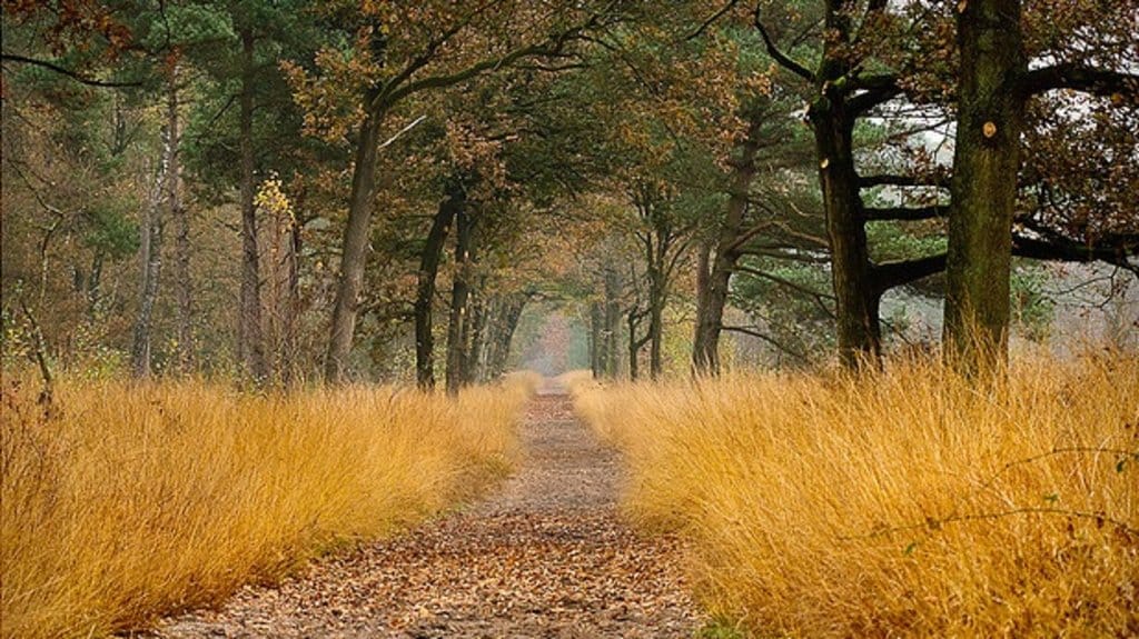 noord-brabant_herfst_oisterwijksevennen.jpg