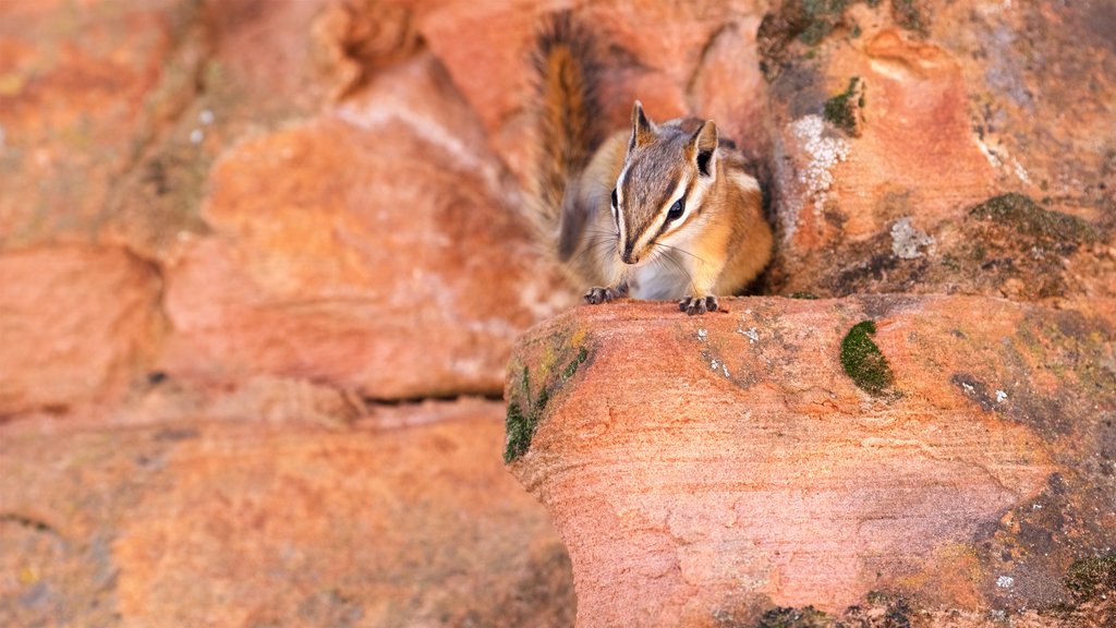 Parc national de Zion montrant animaux gentils ou câlins et paysages paisibles