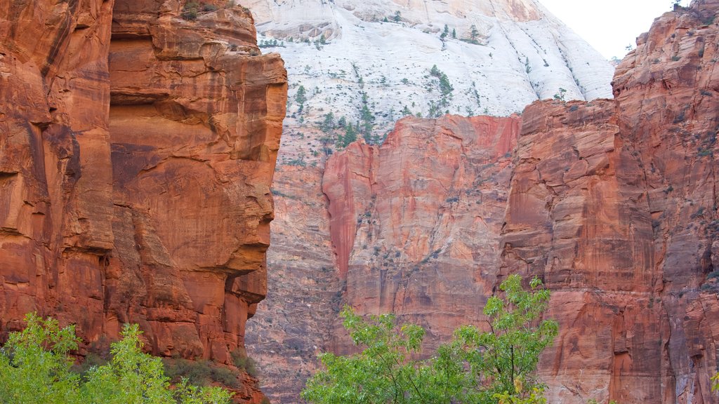 Parc national de Zion mettant en vedette paysages paisibles, paysages et montagnes