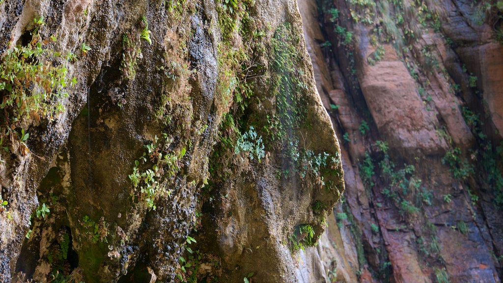 Parc national de Zion mettant en vedette scènes tranquilles