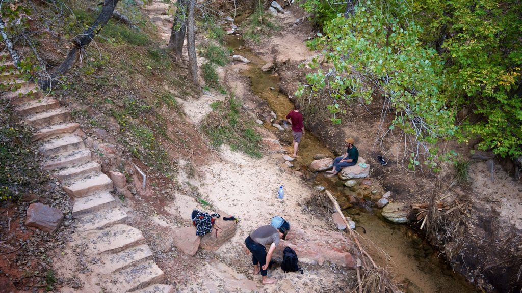 Zion National Park showing a river or creek, hiking or walking and tranquil scenes