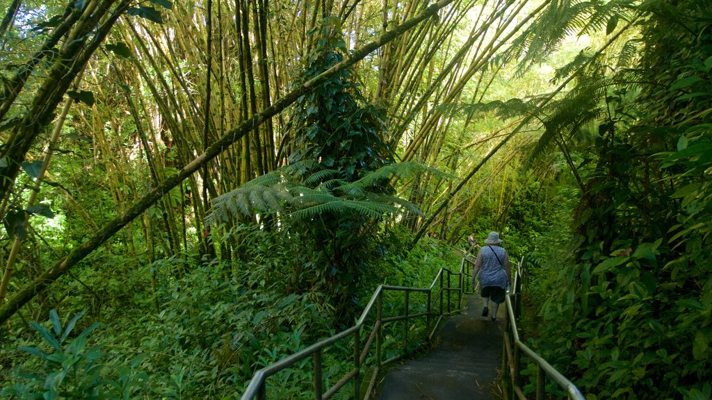 Akaka Falls que incluye selva y caminatas y también una mujer