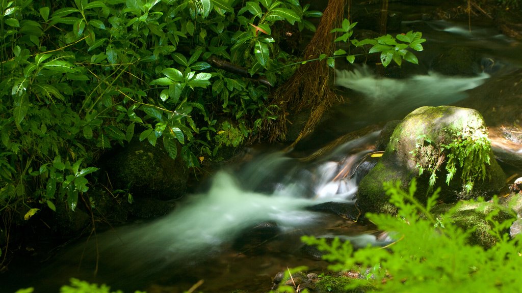 Akaka Falls ofreciendo selva y un río o arroyo