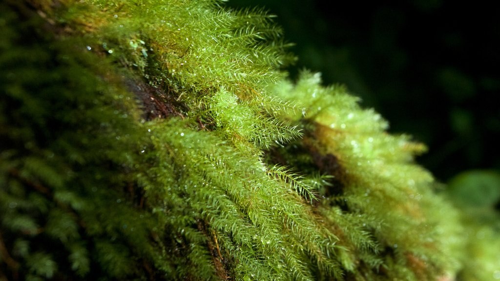 Akaka Falls mostrando floresta tropical