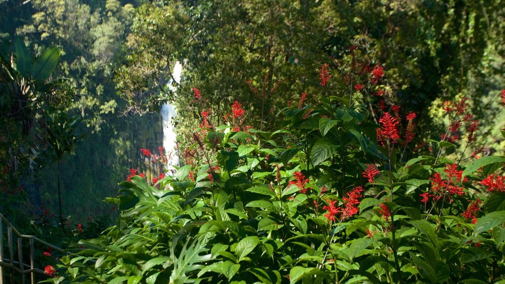 Akaka Falls showing rainforest and wild flowers