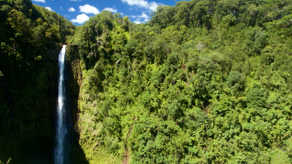 Akaka Falls toont landschappen, een cascade en regenwoud