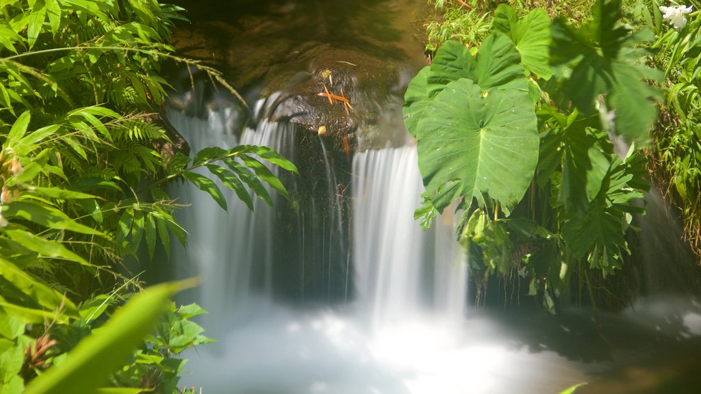 Akaka Falls que incluye una catarata, selva y un río o arroyo