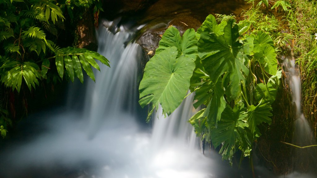 Akaka Falls which includes a cascade, rainforest and a river or creek