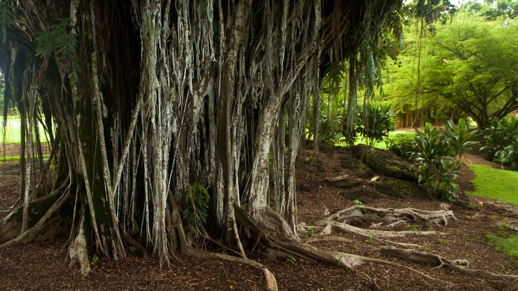 Liliuokalani Park and Gardens showing a garden