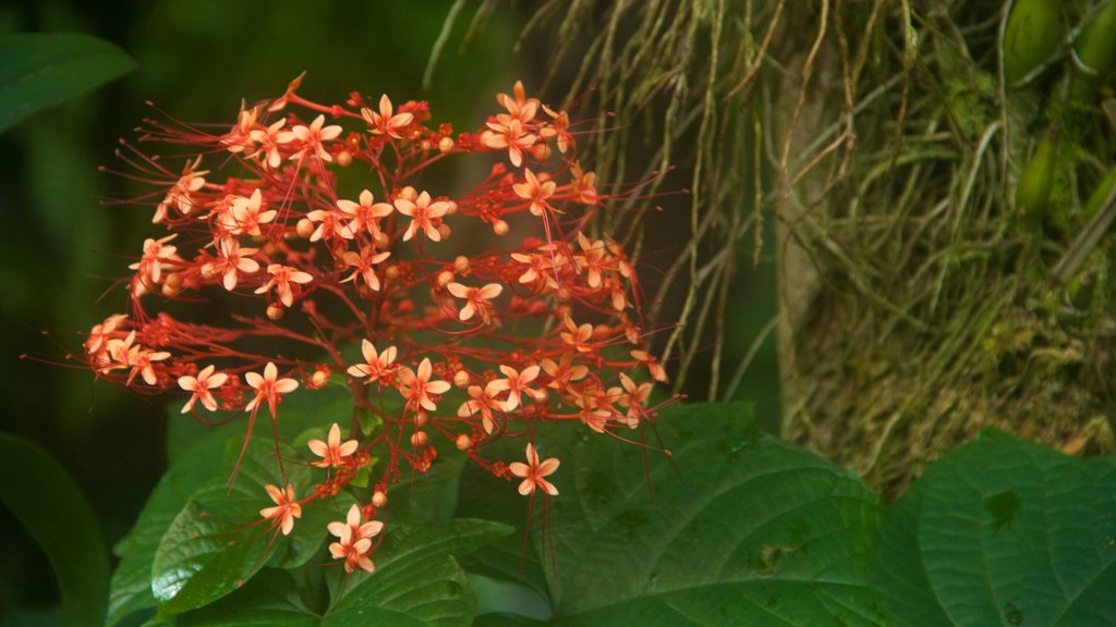 Hawaii Tropical Botanical Garden mostrando flores e um jardim