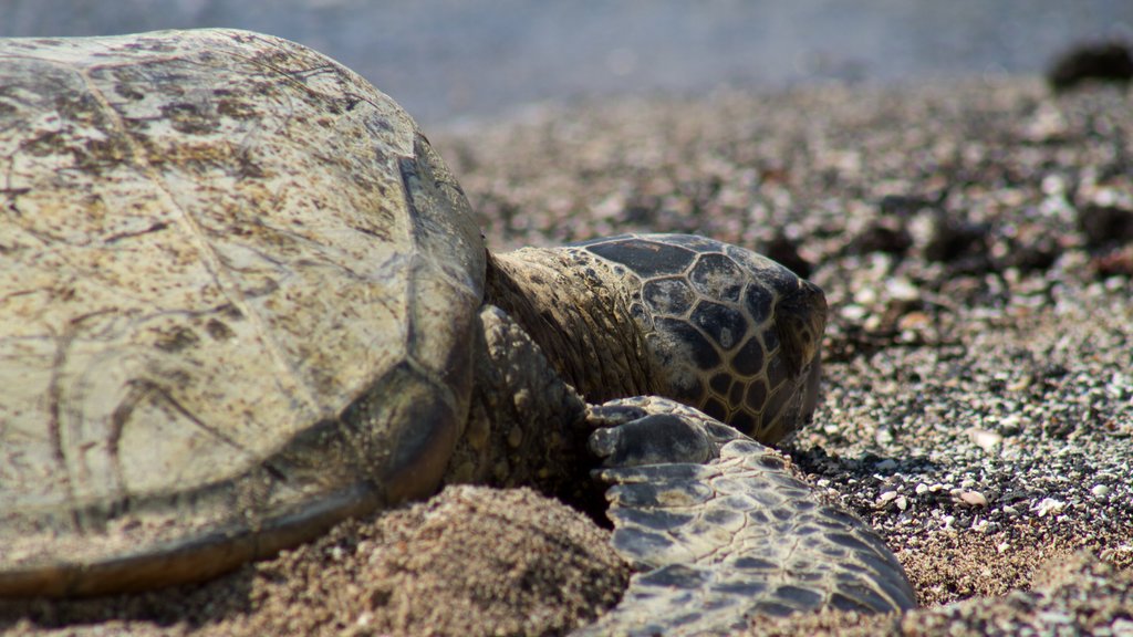 Kailua-Kona which includes marine life