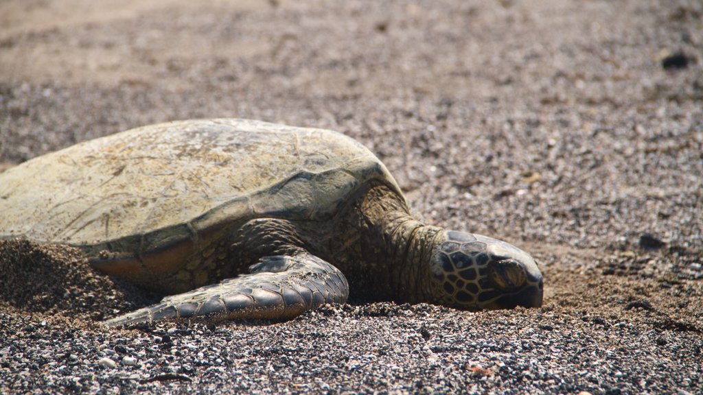 Kailua-Kona showing a pebble beach and marine life