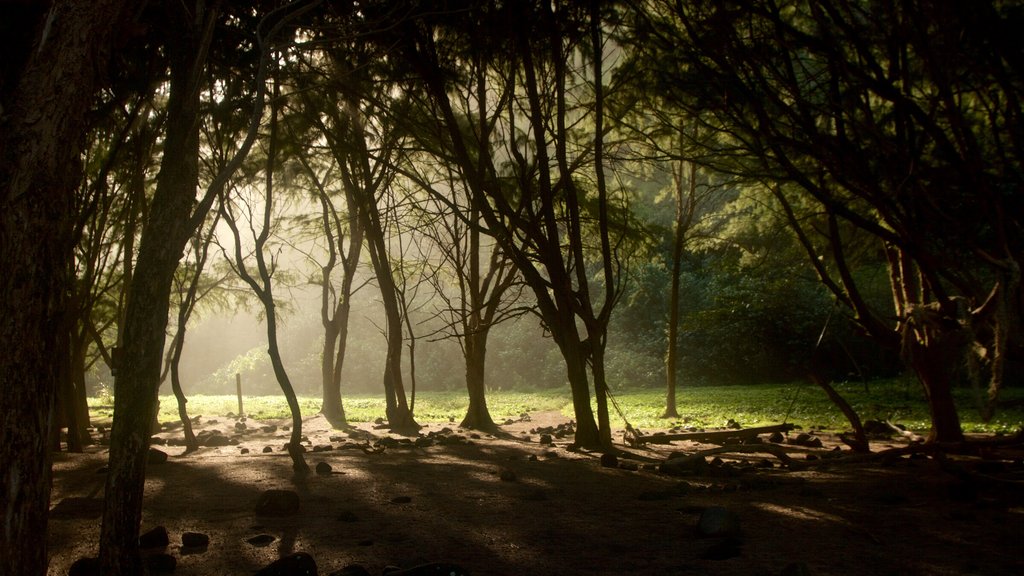 Panorámica de Pololu Valley ofreciendo jardín