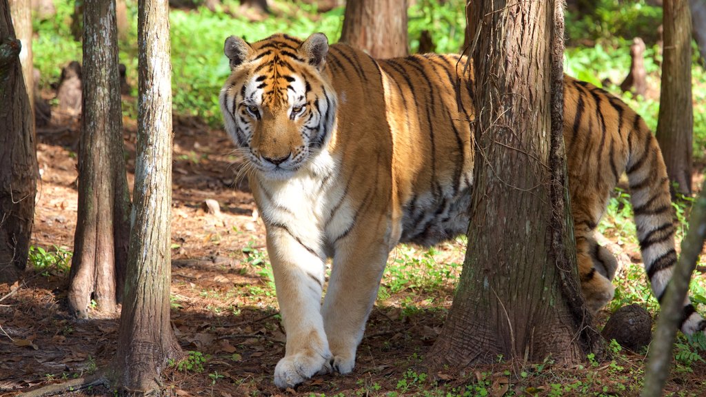 Big Cat Rescue cho thấy động vật nguy hiểm và động vật trong vườn thú