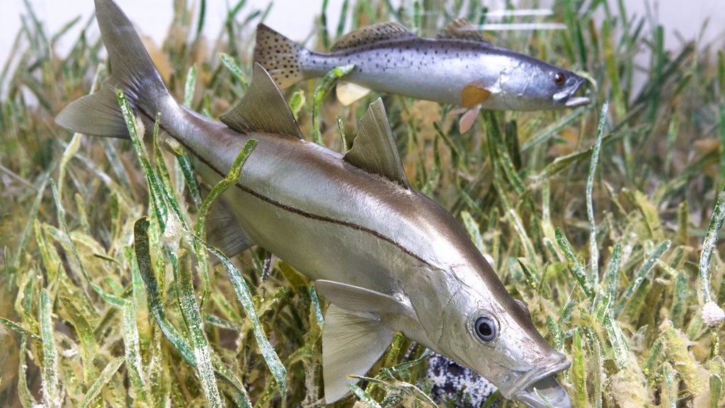 Biscayne National Park bevat zeedieren