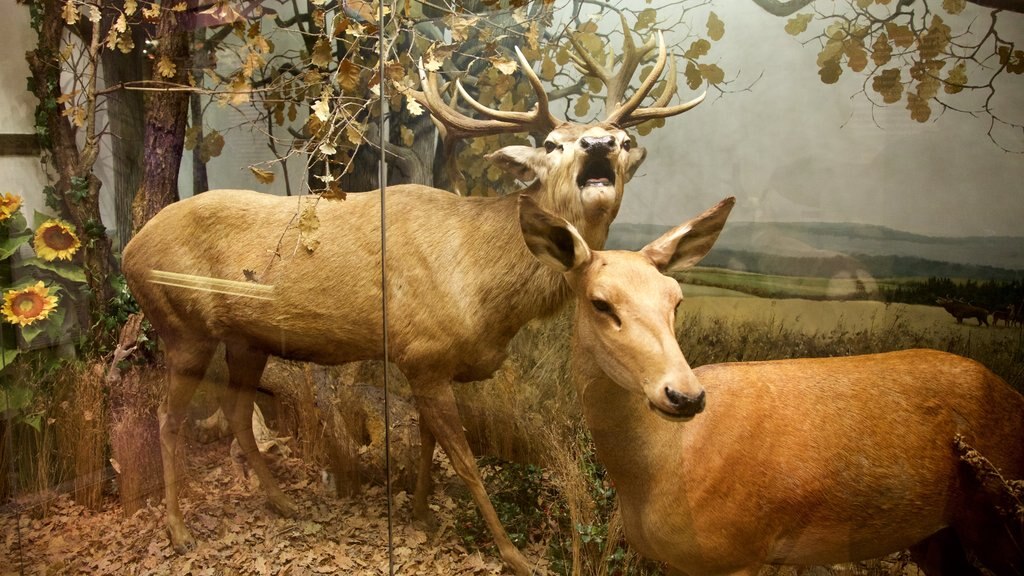 Natuurhistorisch museum van Helsinki