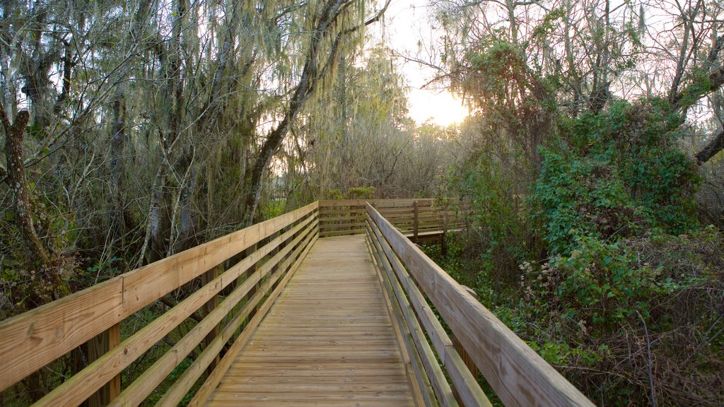 Lettuce Lake Park que incluye un puente