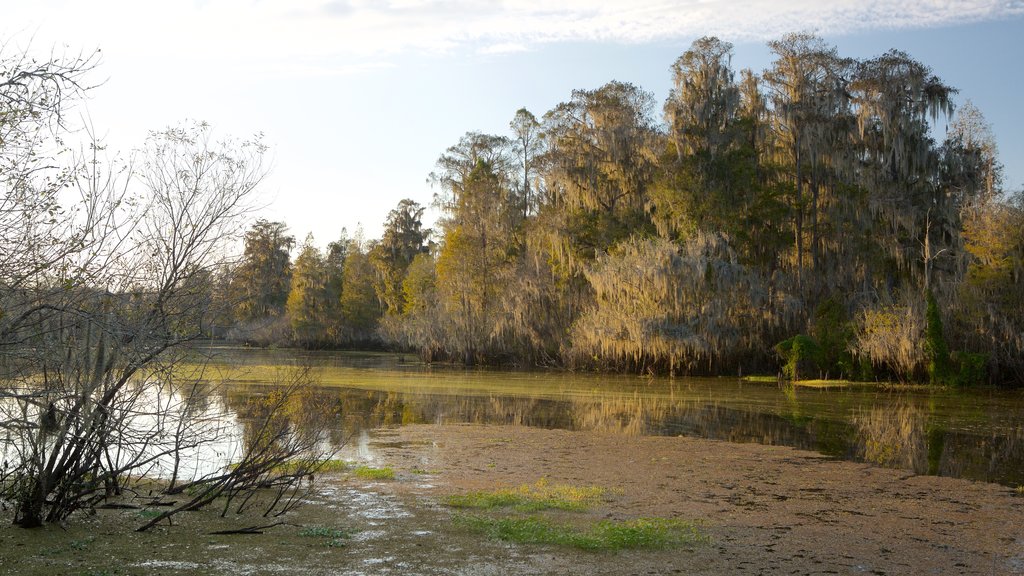 Lettuce Lake Park que incluye un lago o espejo de agua