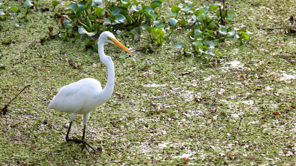 Lettuce Lake Park featuring bird life