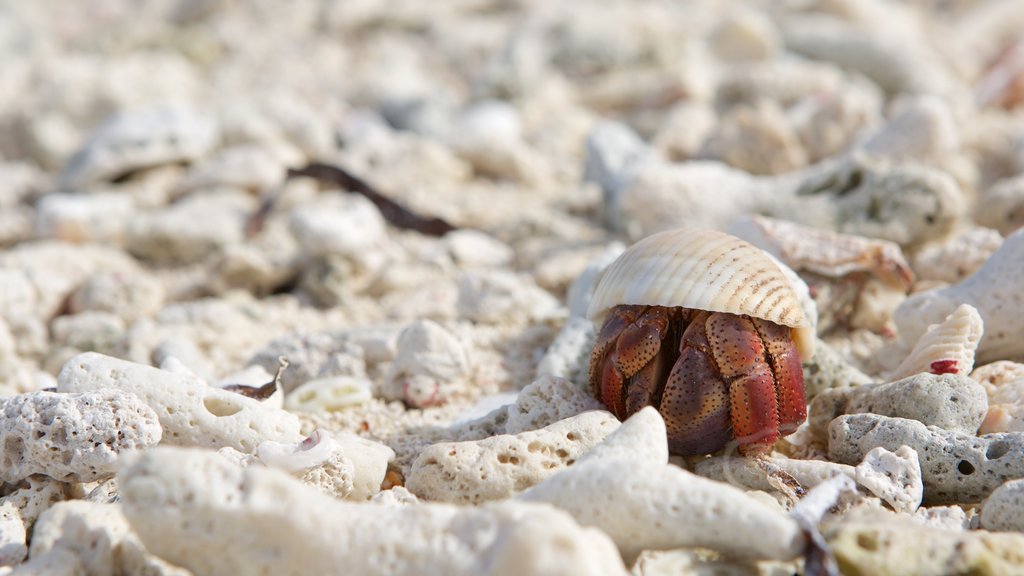 Dry Tortugas National Park featuring marine life