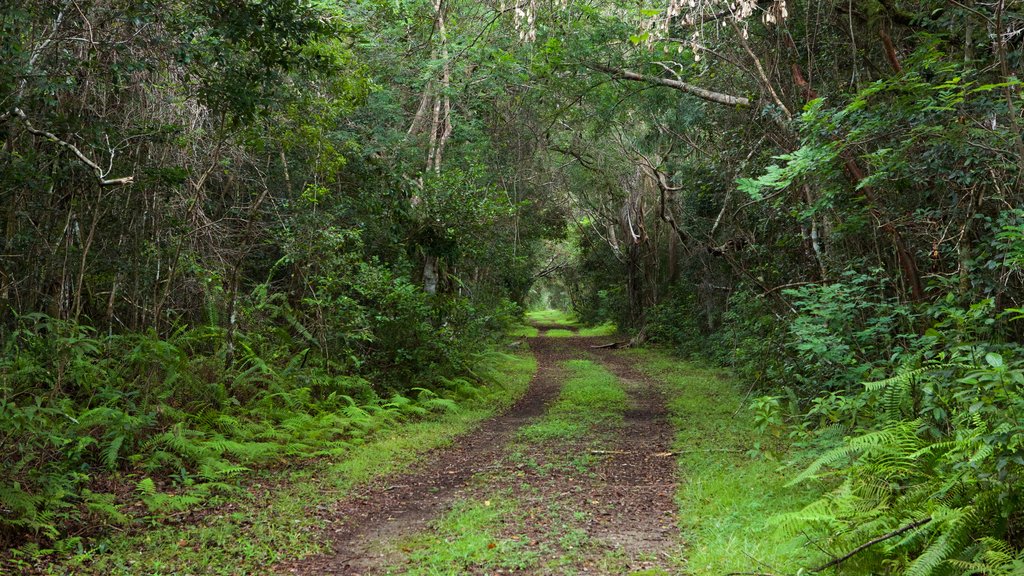 Parque Nacional de los Everglades mostrando imágenes de bosques