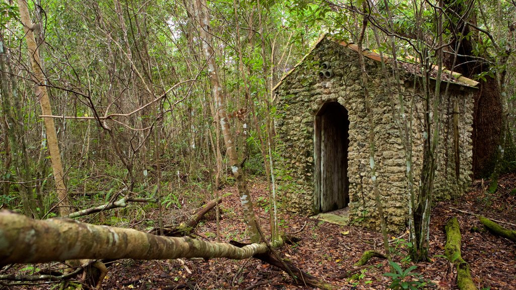 Everglades National Park which includes a house, forests and tranquil scenes