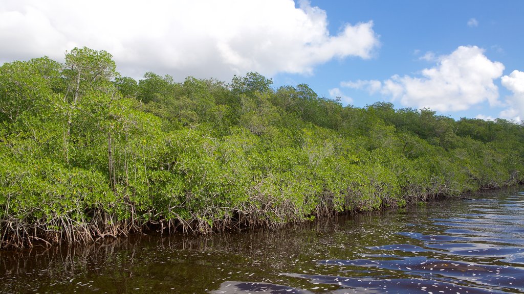 Floride mettant en vedette une rivière ou un ruisseau