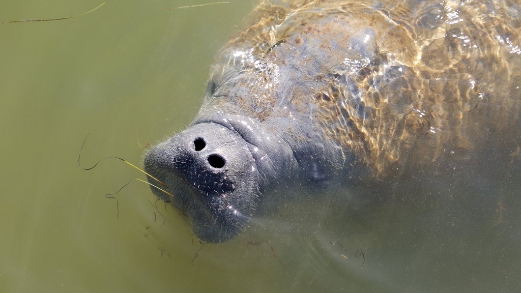 Everglades nasjonalpark som inkluderer sjøliv