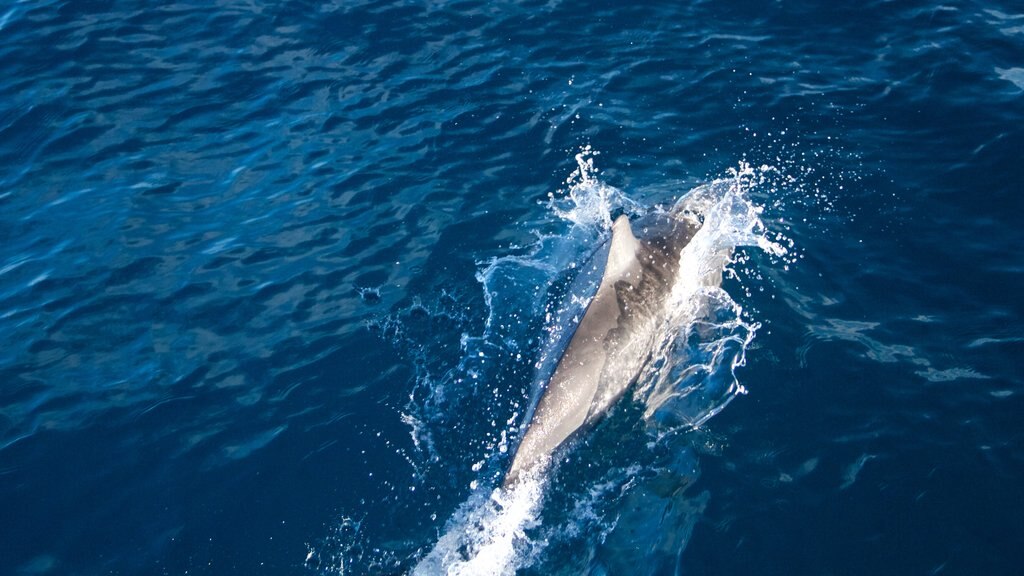 Kauai Island which includes general coastal views and marine life