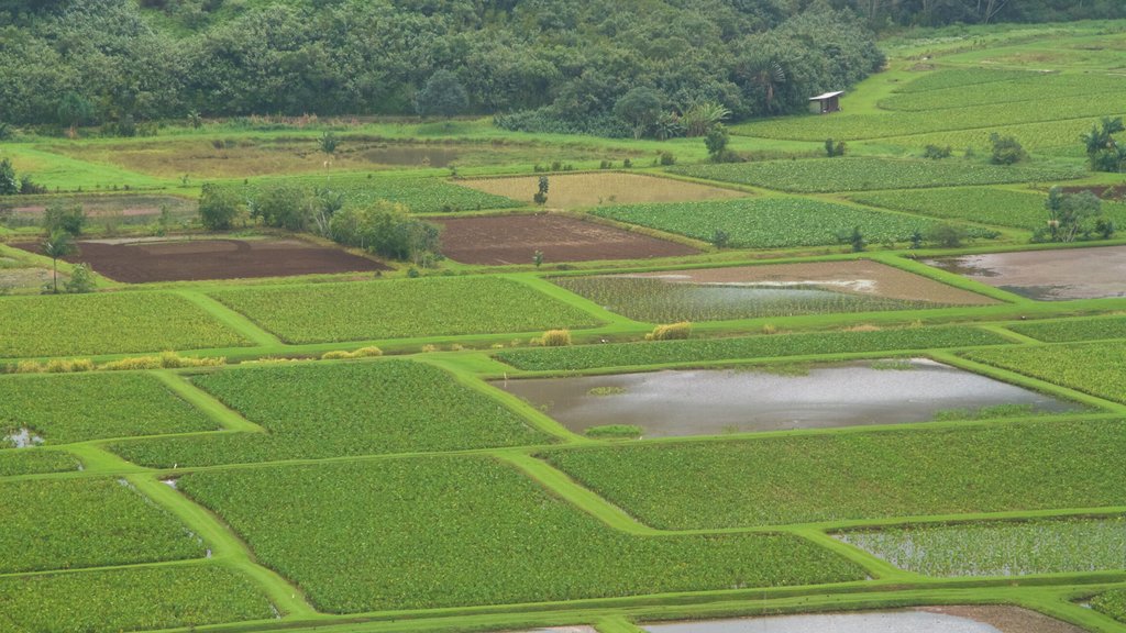 Princeville showing farmland