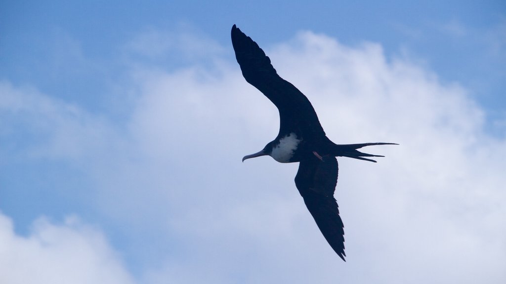 Kilauea Lighthouse showing bird life