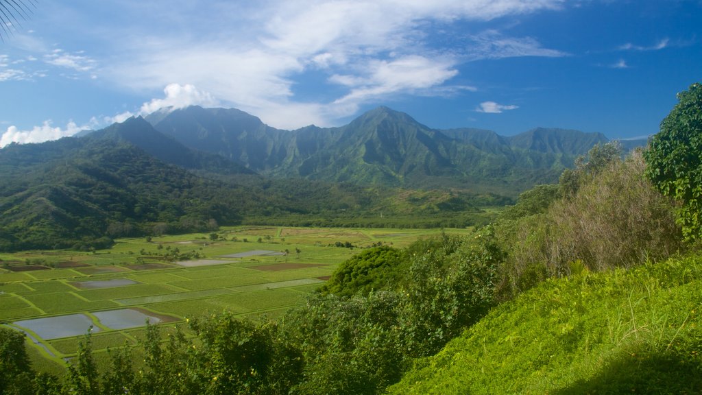 Hanalei Valley Lookout showing mountains and tranquil scenes