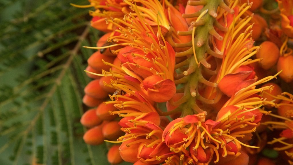 Lihue showing wildflowers