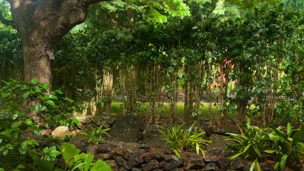 Allerton Botanical Garden showing a park