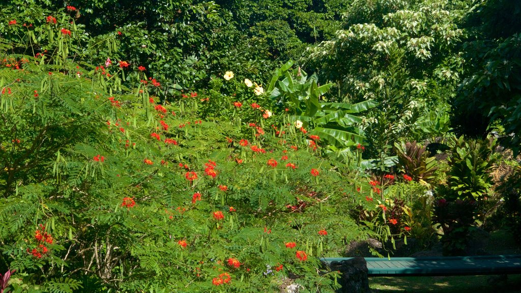 Limahuli Gardens and Reserve som viser vilde blomster og en have