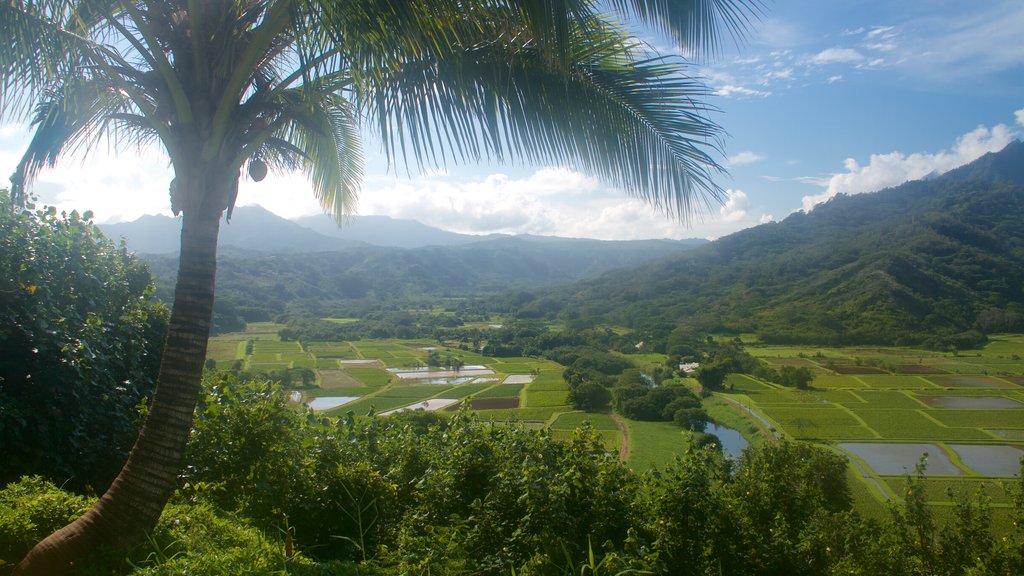 Hanalei Valley Lookout showing mountains