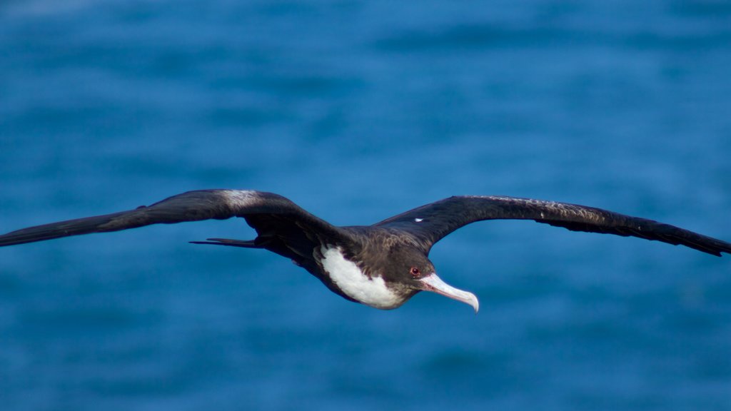 Faro Kilauea que incluye aves