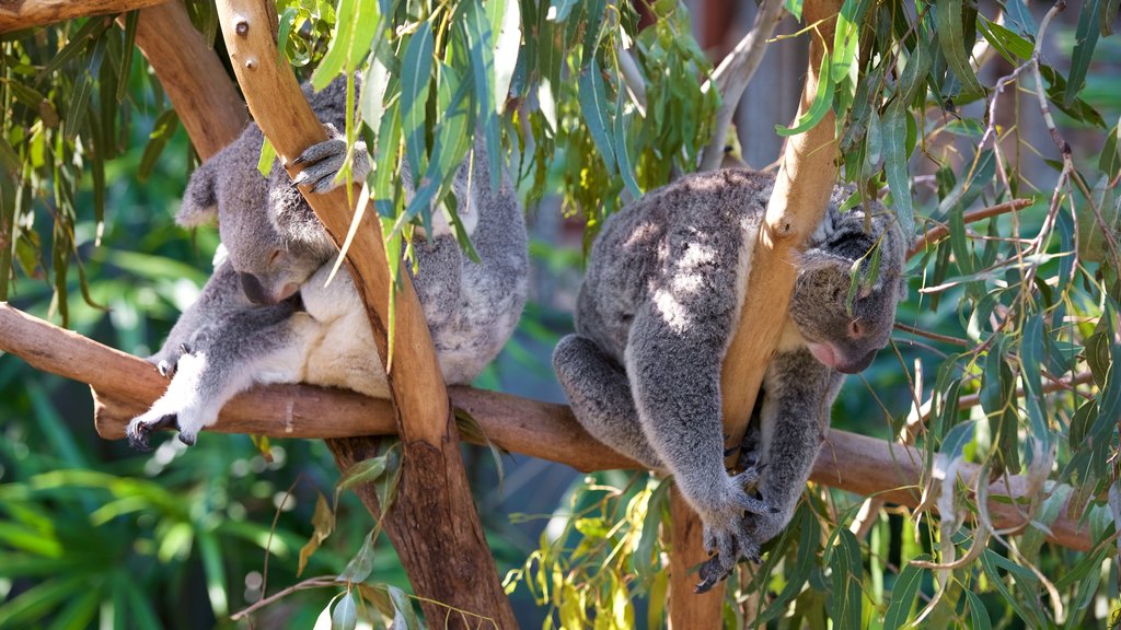 Hamilton Island caracterizando animais fofos ou amigáveis