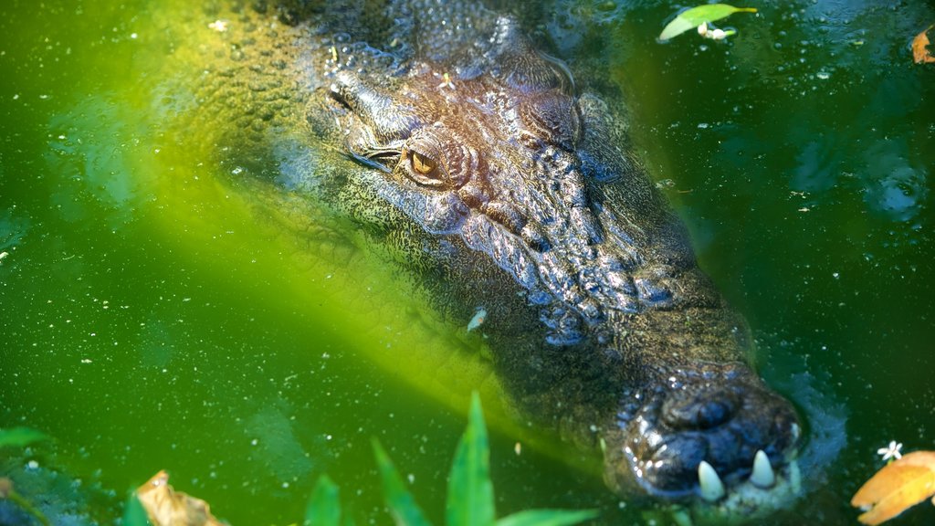 Hamilton Island showing land animals, dangerous animals and zoo animals