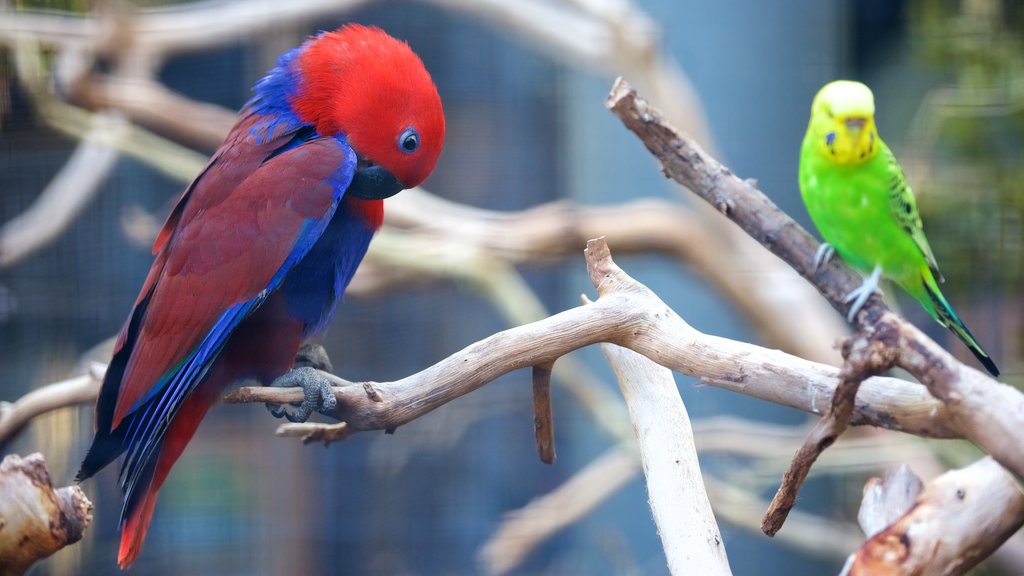 Hamilton Island showing bird life and zoo animals