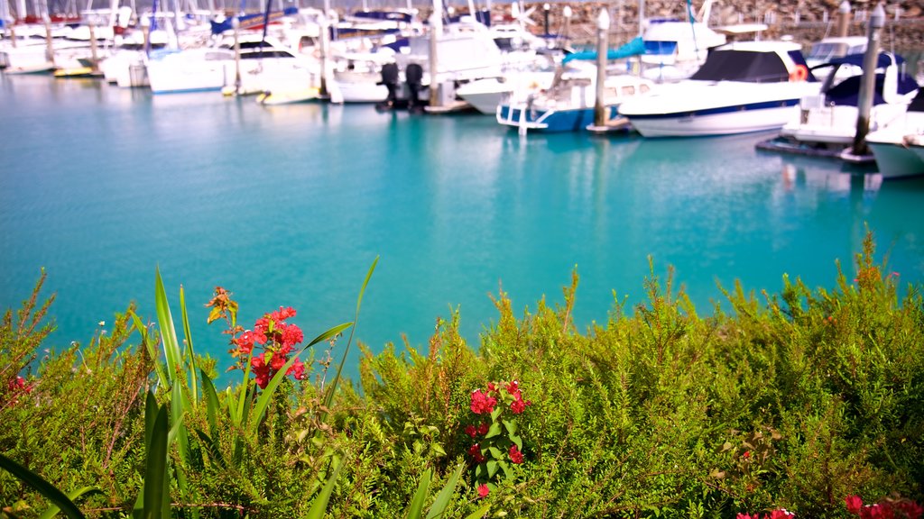 Abell Point Marina เนื้อเรื่องที่ การพายเรือ และ อ่าวหรือท่าเรือ