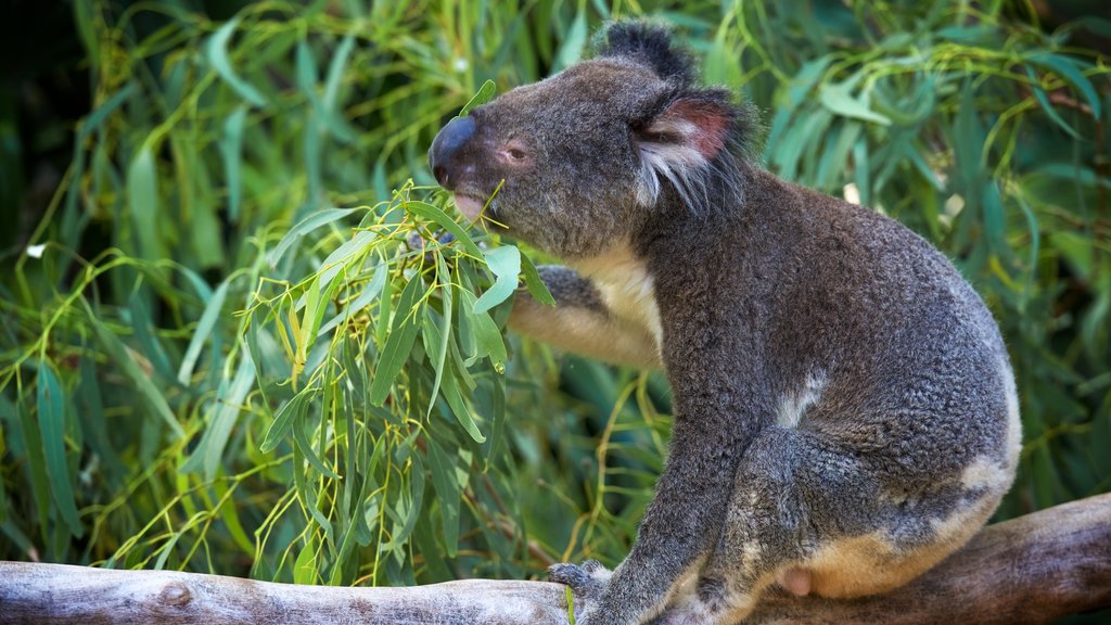 WILD LIFE Hamilton Island caracterizando animais de zoológico e animais fofos ou amigáveis