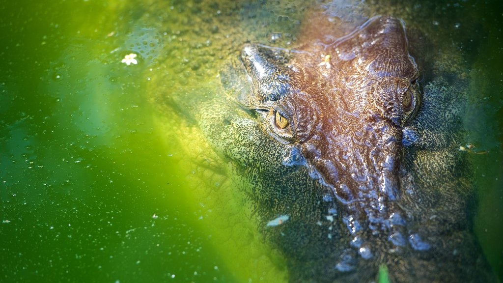 Hamilton Island showing zoo animals and dangerous animals