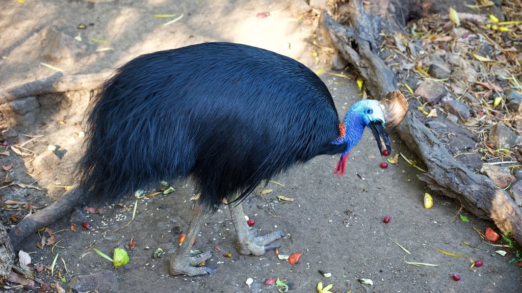 WILD LIFE Hamilton Island which includes zoo animals and bird life