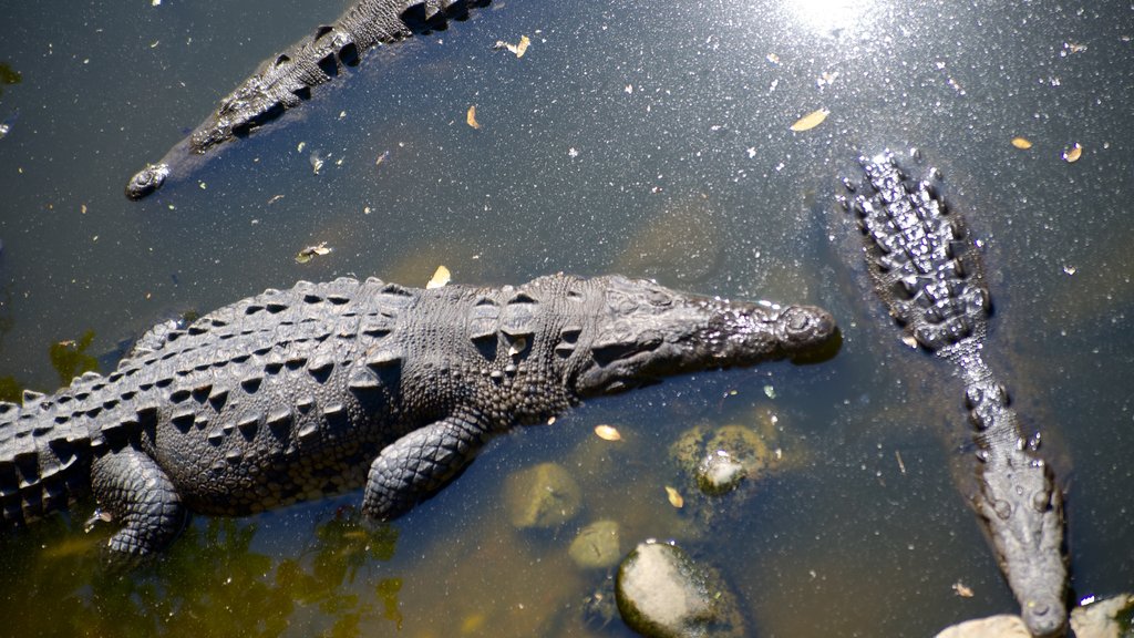 Playa Linda inclusief gevaarlijke dieren