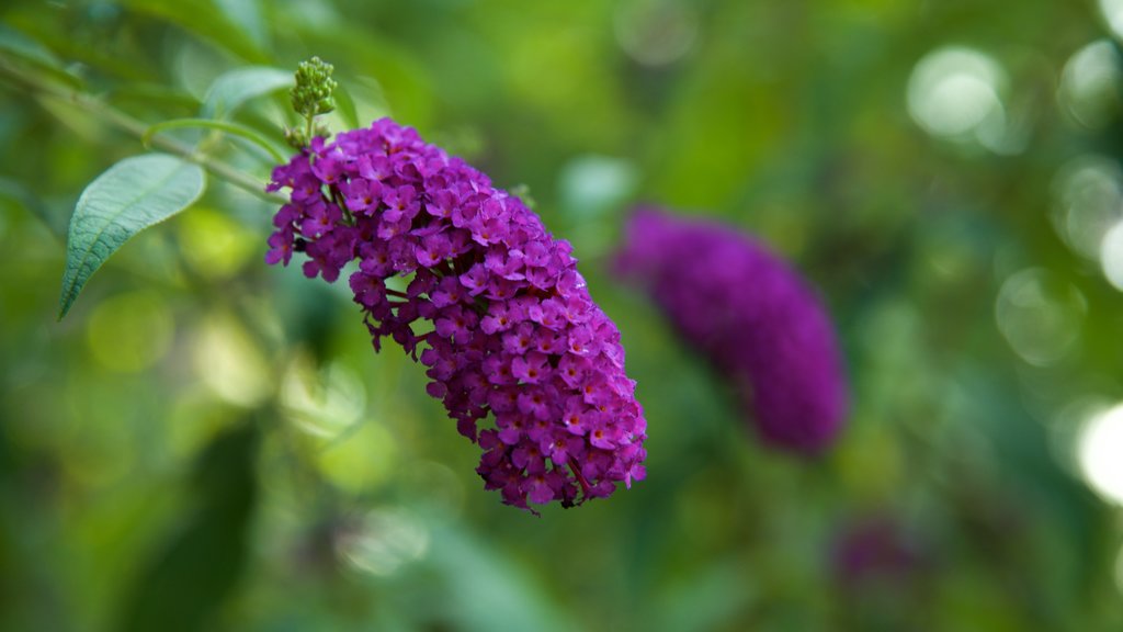 Sempione Park showing wild flowers, flowers and a garden