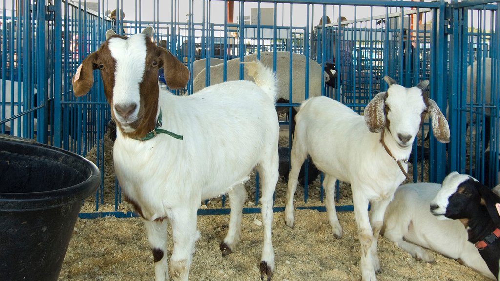 McCook showing land animals