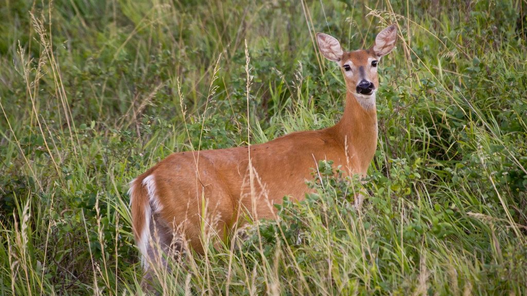 Niobrara showing land animals