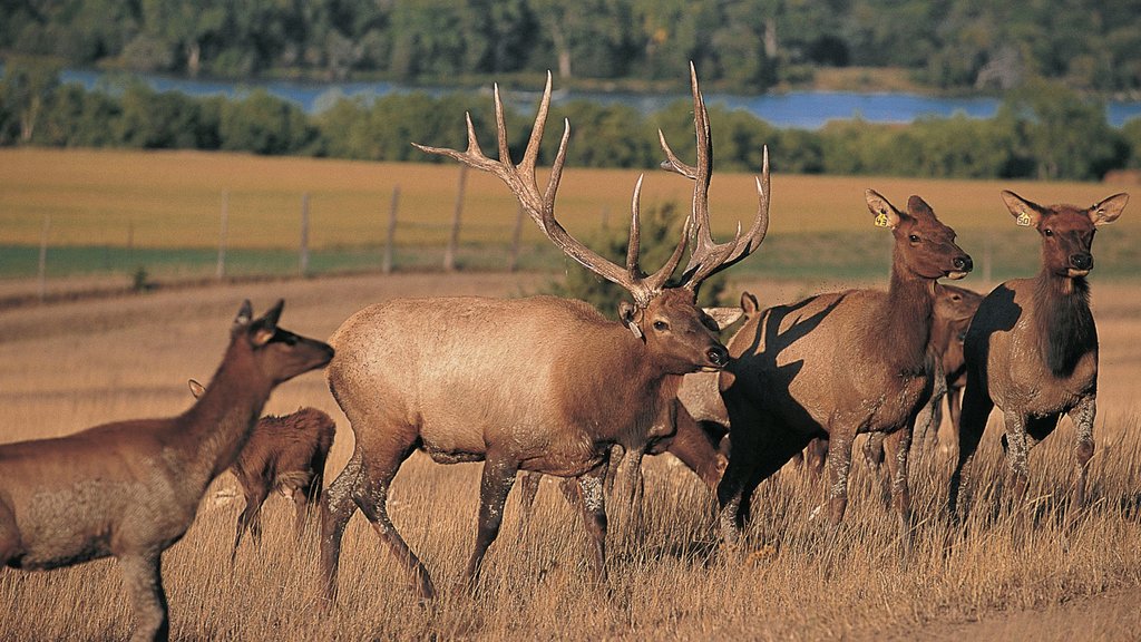 Niobrara showing land animals and tranquil scenes